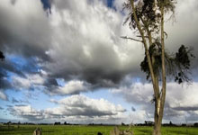 [澳网]女单第1轮：托多尼VS郑钦文 集锦.